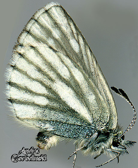 http://www.gorodinski.ru/lycaenidae/Albulina lamesem.jpg